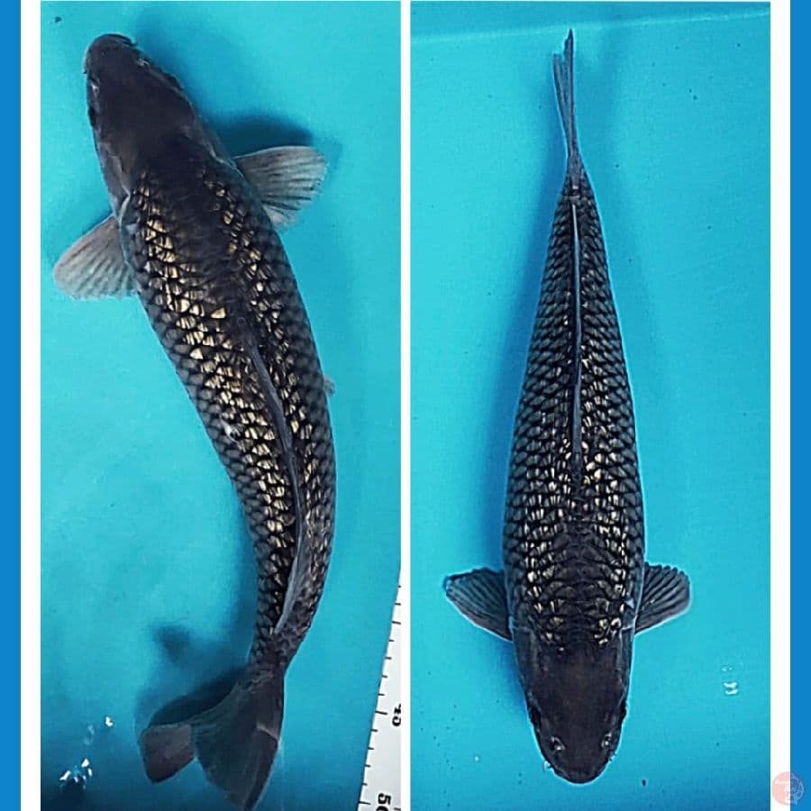 soragoi ginrin punuk 43cm male