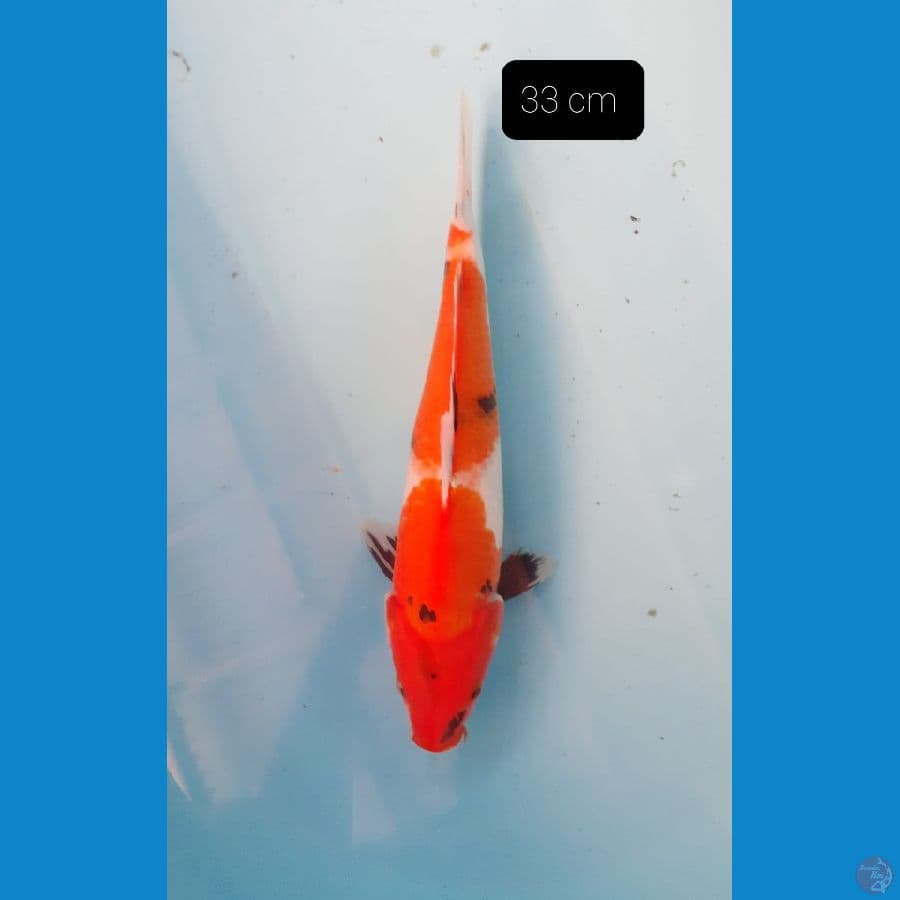 showa 33 cm
