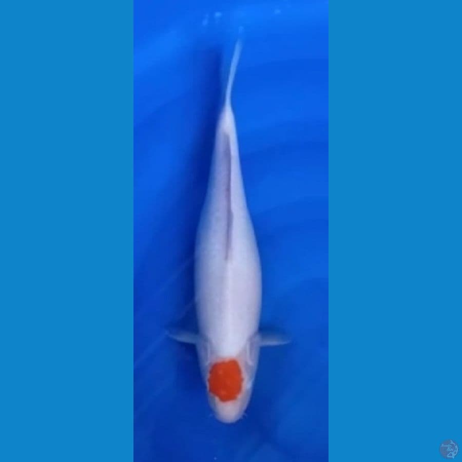 TANCHO KOHAKU SQ