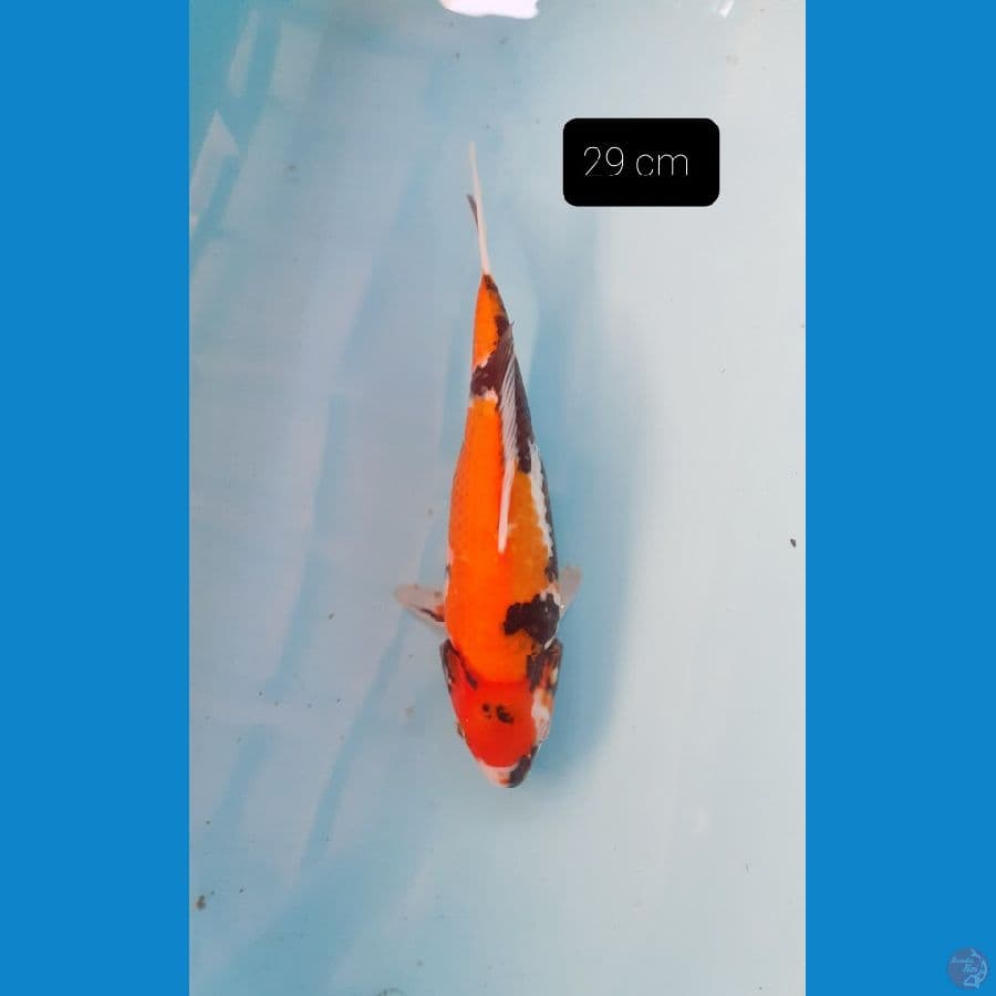 short body 29 cm