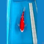 male 31cm 