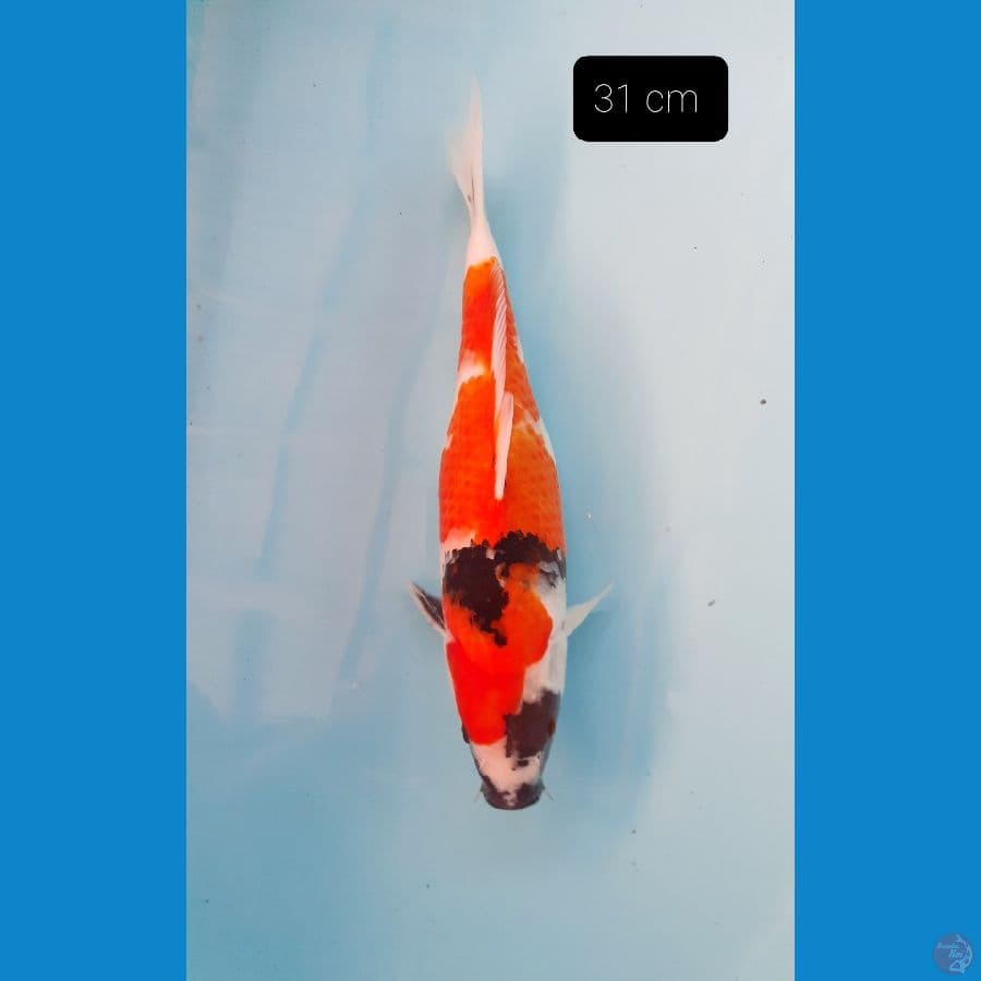 showa 31 cm