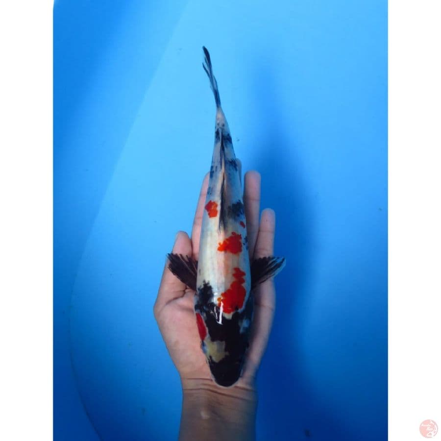 Kindai Showa - 24cm
