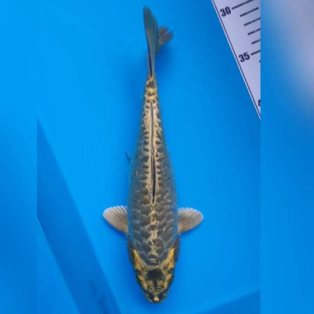 MUKASHI ARAGOKE ANTIK