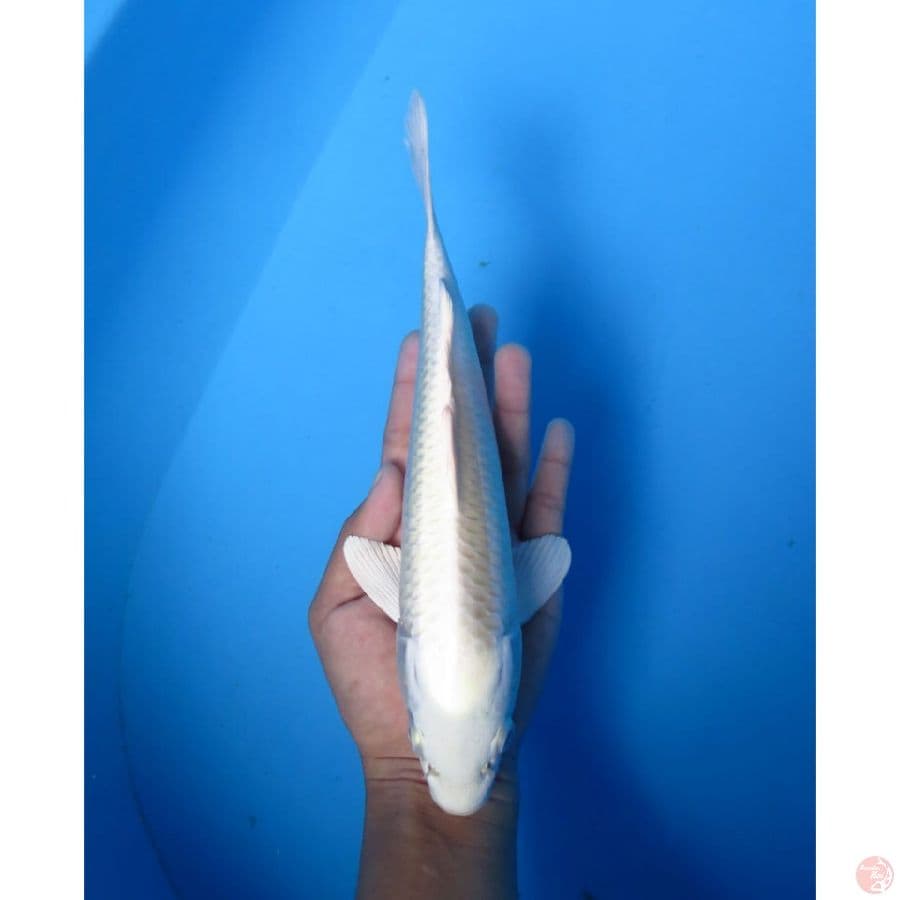 Platinum No Bocor - 23cm