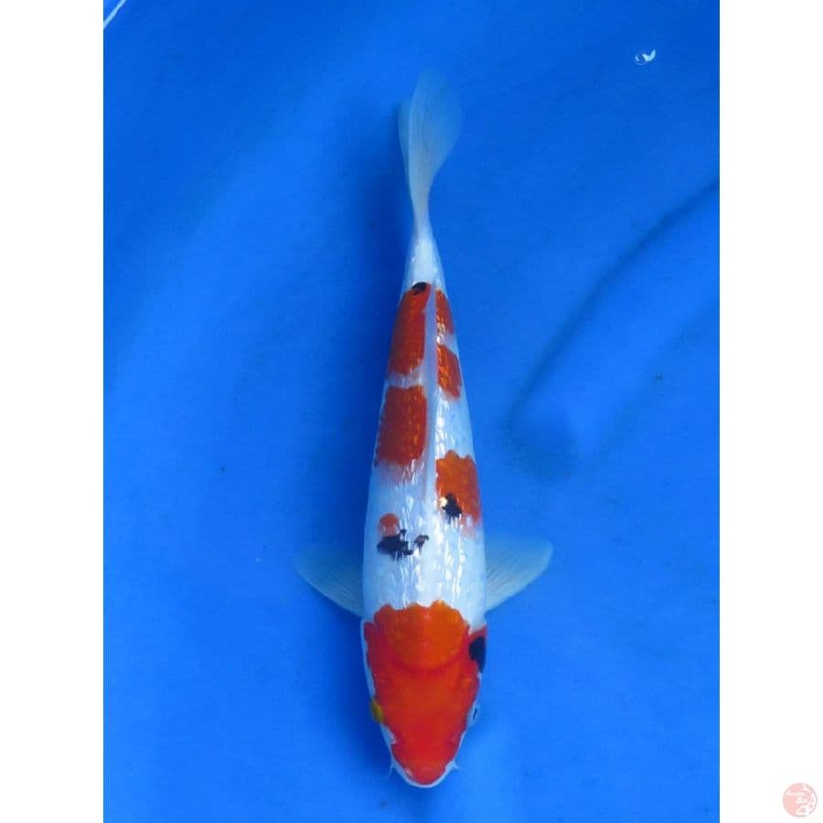 Sanke Ginrin - 29cm