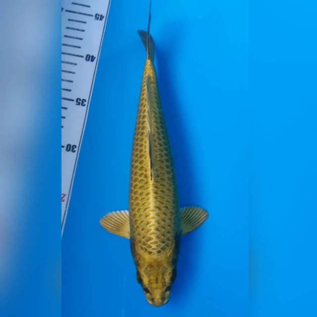 MUKASHI GOLD MALE