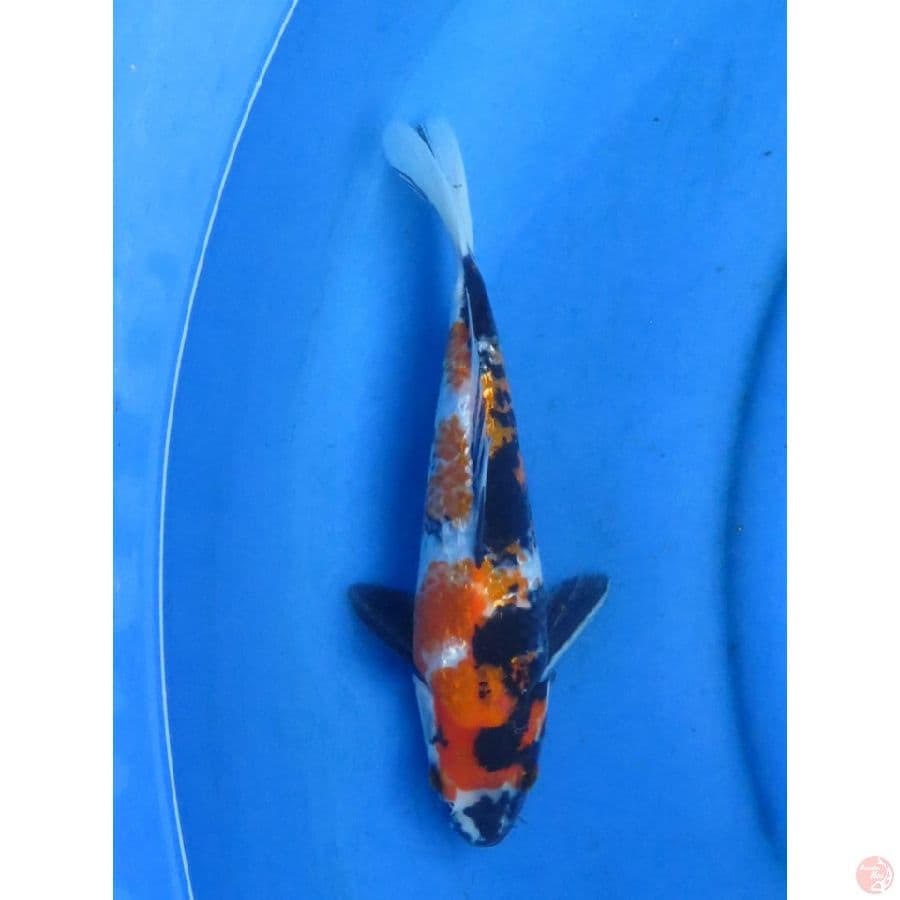 Showa Ginrin - 27cm