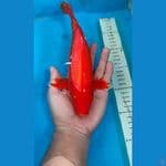 Ogon Male28