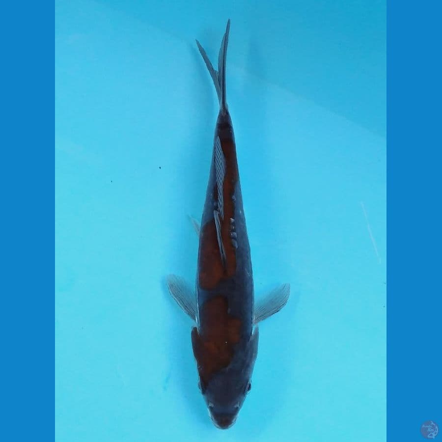 ochiba doitsu 22 cm