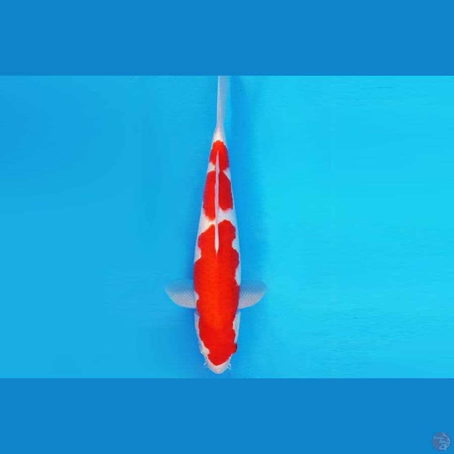 KENZEI 8 ~ KOHAKU 31 cm/male ™