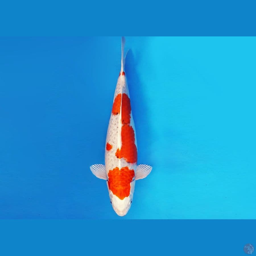 KENZEI 9 ~ KUJAKU INDUKAN 53 cm/fm ™