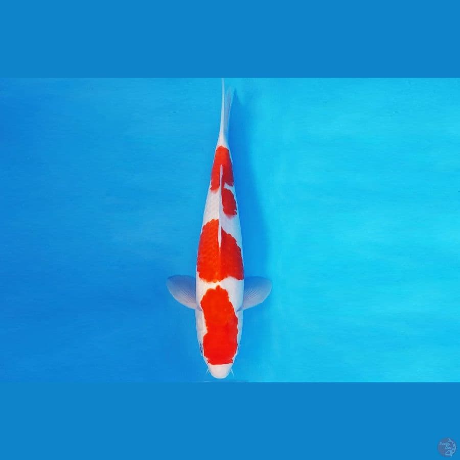 KENZEI 11 ~ KOHAKU 28 cm/ml ™