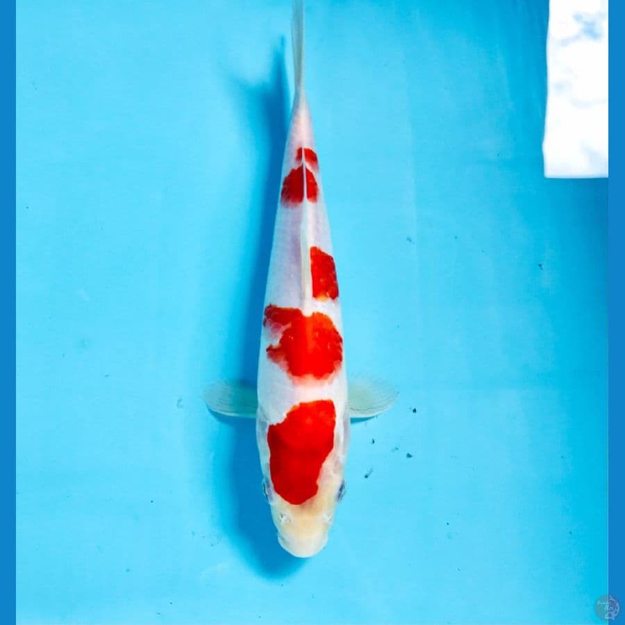 kohaku, 25 cm