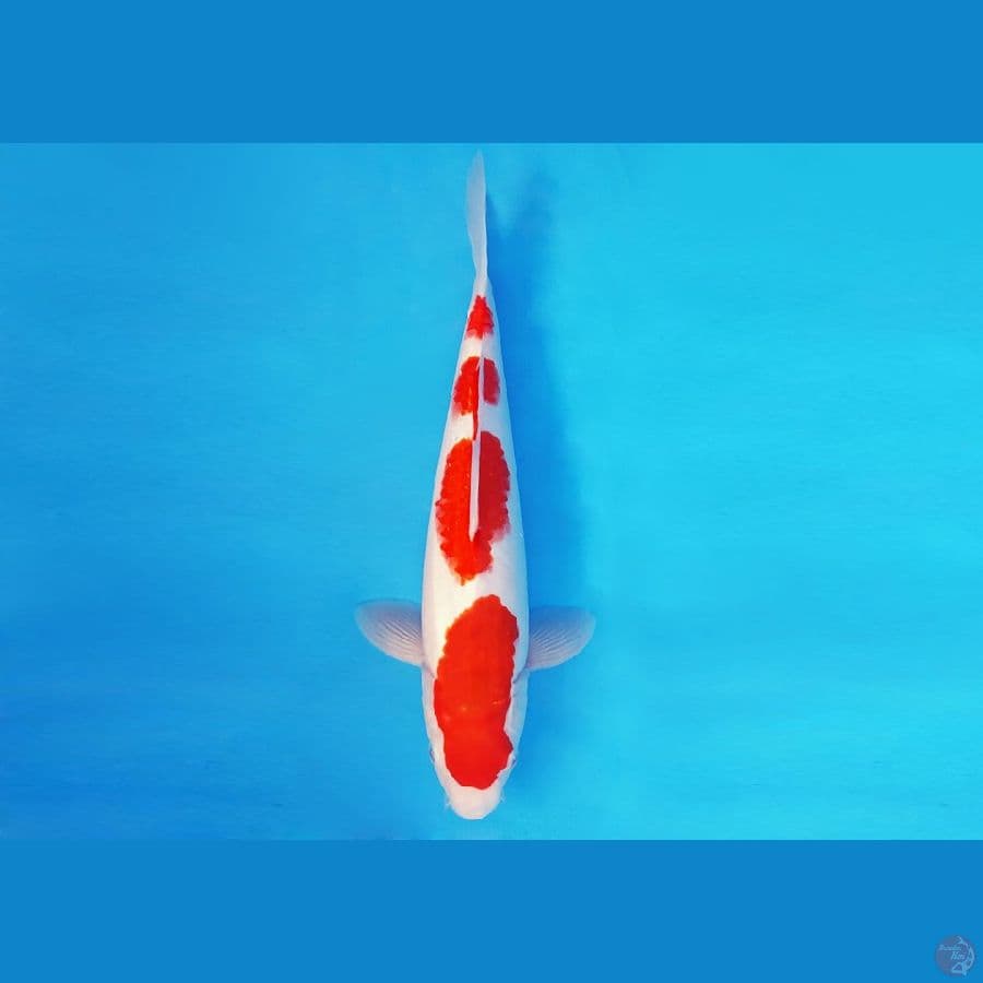 KENZEI 14 ~ KOHAKU 4 STEPS 32 cm/male ™
