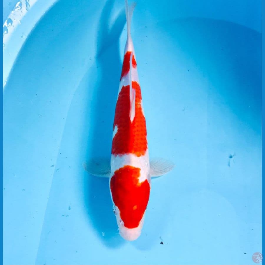 kohaku, 28 cm