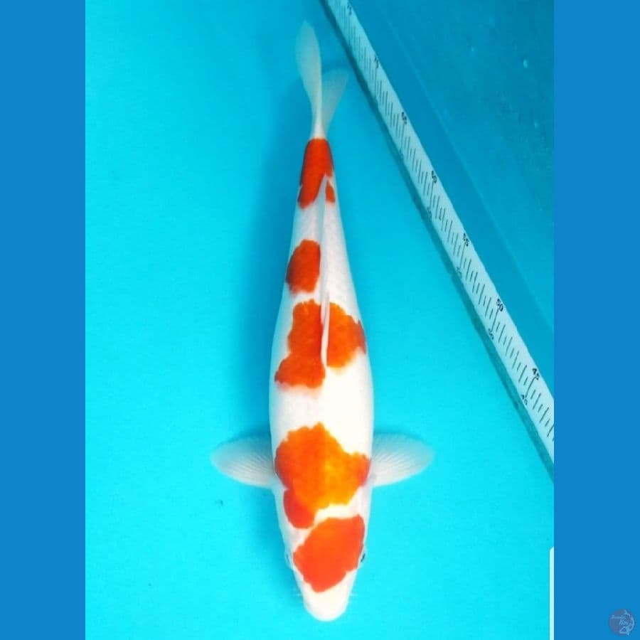 HQ KOHAKU 40 CM