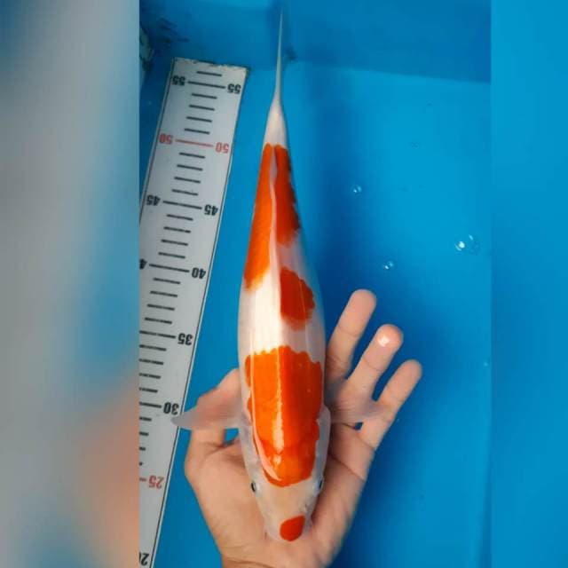 KOHAKU KUCIBENI