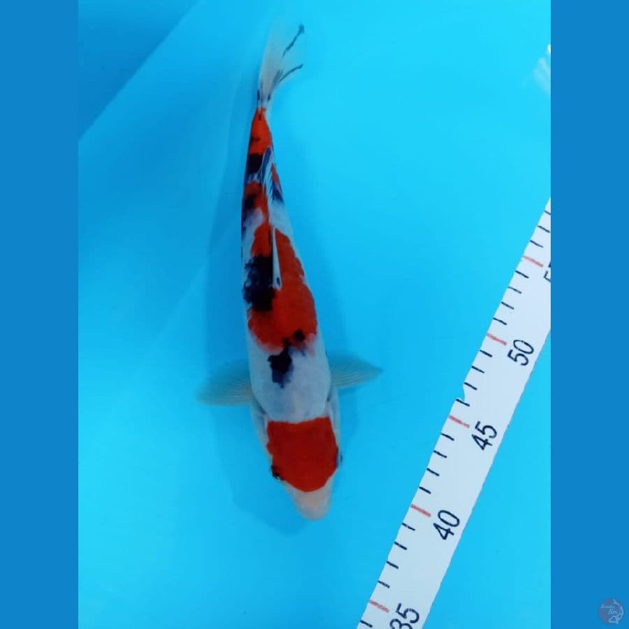 shanke 25 cm