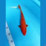 benigoi 23 cm 