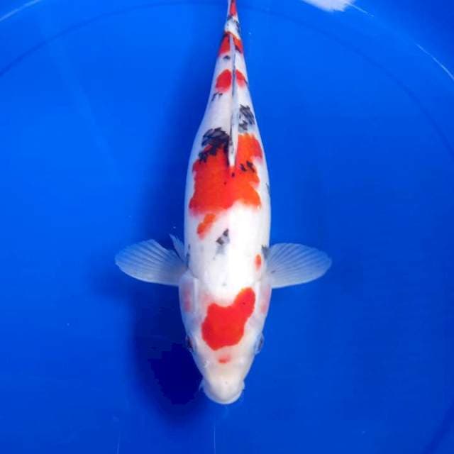 (Female) Sanke 30cm