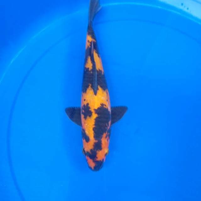 Hi utsuri 30cm