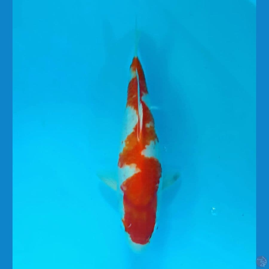 KOHAKU INAZUMA 32CM