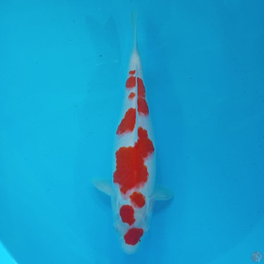 SQ~ KOHAKU SAKURA 34CM