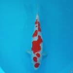 SQ~ KOHAKU SAKURA 34CM