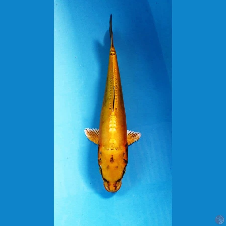 F1 kinkiko 28cm