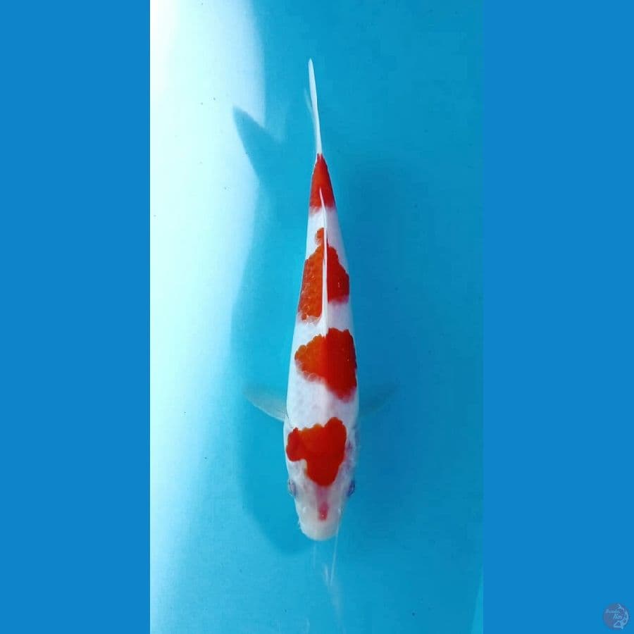kohaku 23cm