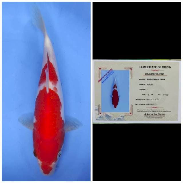 Hoshikin Kohaku