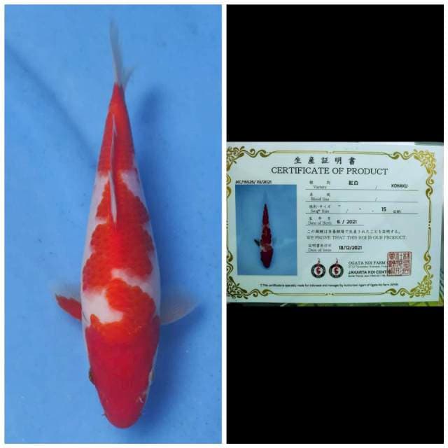 Ogata Kohaku