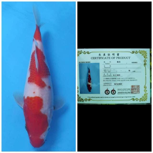 Ogata Kohaku
