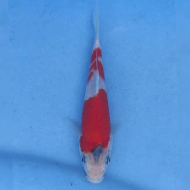 Okawa Goshiki