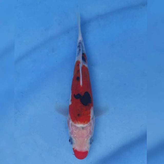 Okawa Sanke Doitsu