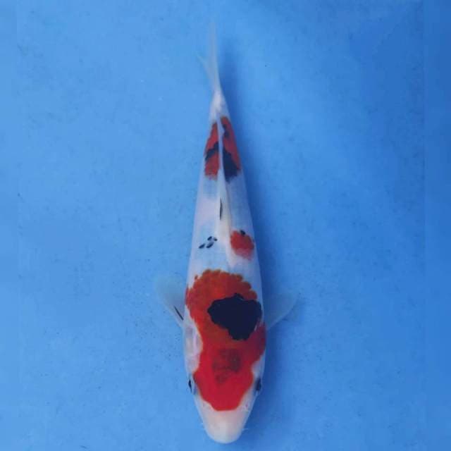 Okawa Sanke