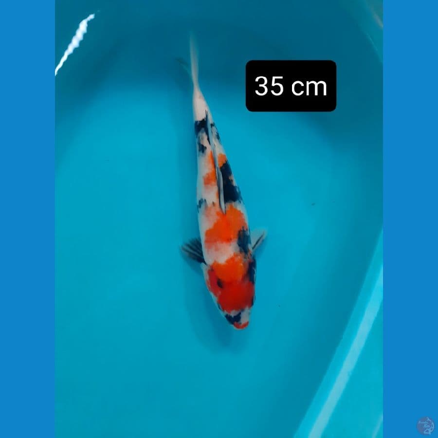showa jumbo 35 cm