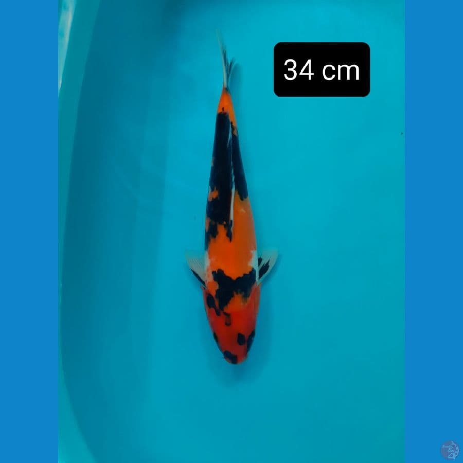 showa jumbo 34 cm