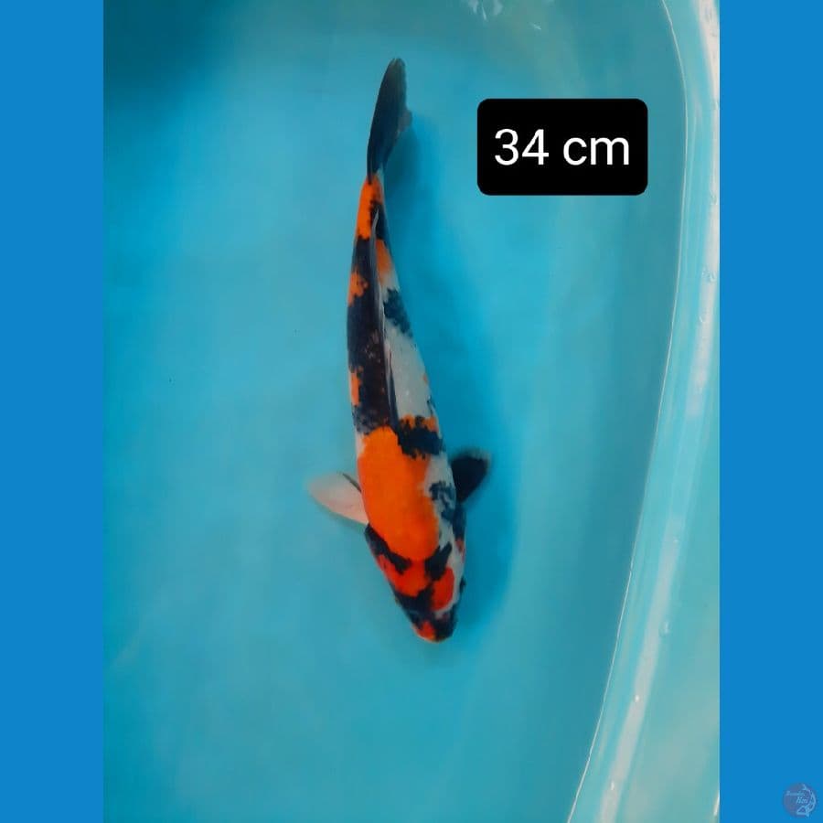 showa jumbo 34 cm