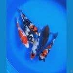 PAKET MIX KOI UKUR 20CM