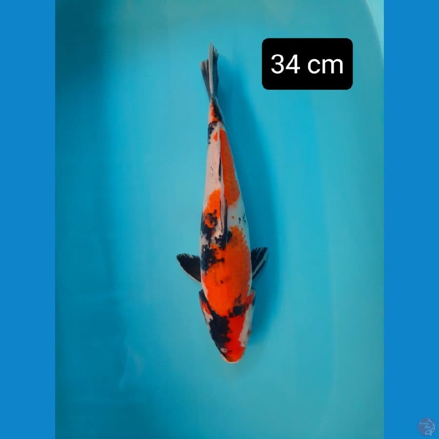 showa jumbo 34 cm