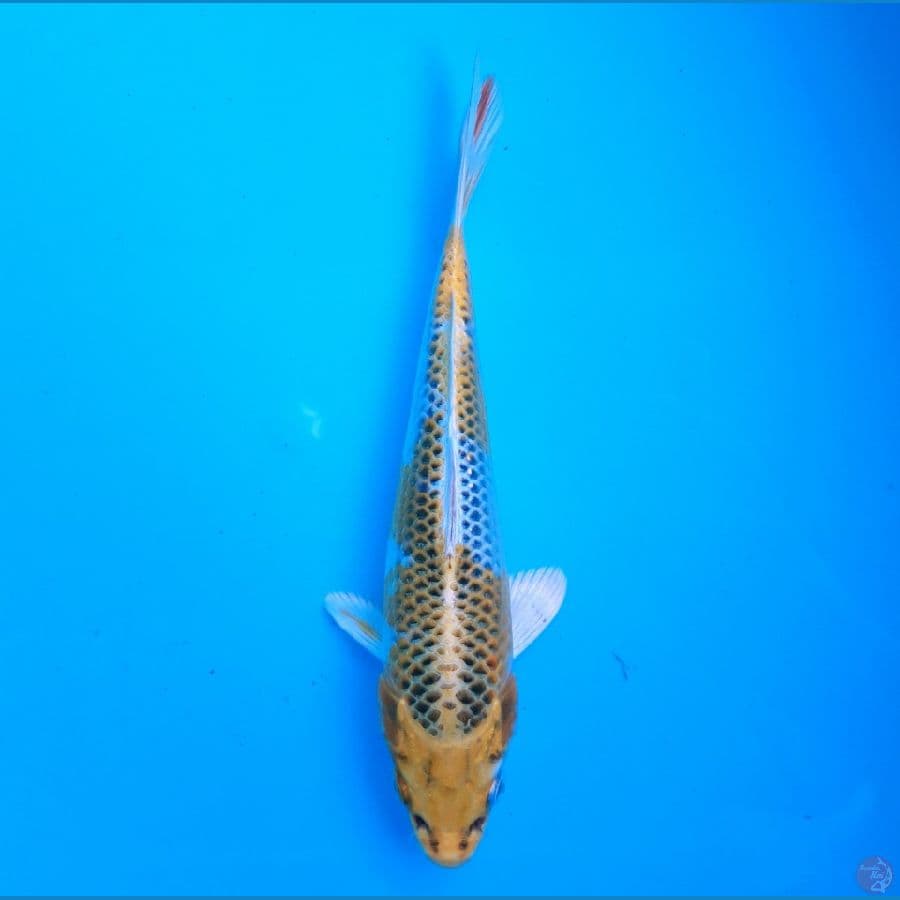 Kujaku 21cm