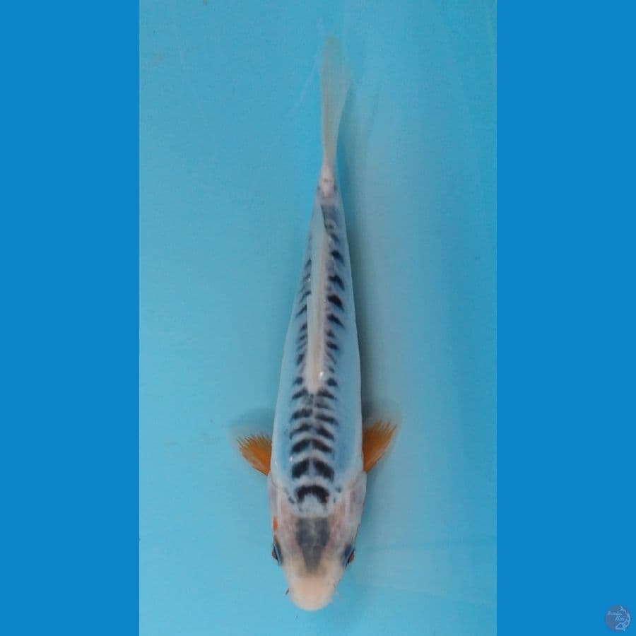 shusui rapih 1 20cm