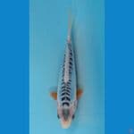 shusui rapih 1 20cm