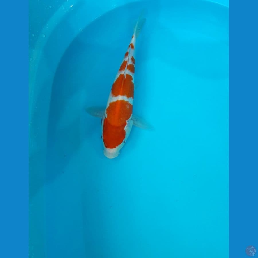 kohaku yondan 30cm