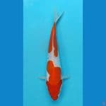 doitsu kohaku 23 cm
