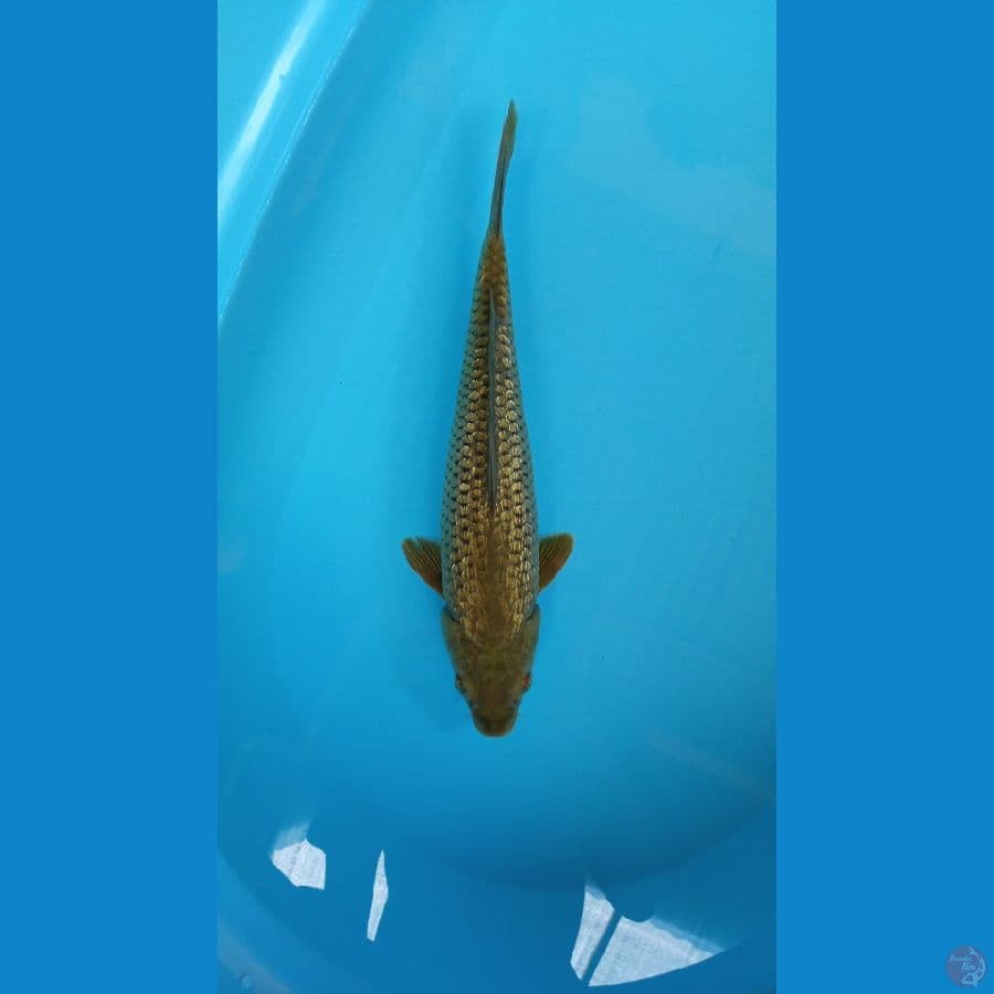 Midori ginrin female 35cm