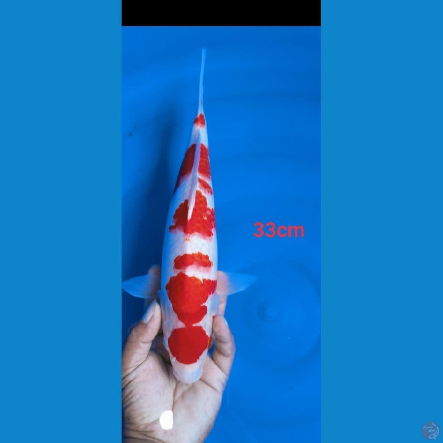 maruten kohakhu 33cm