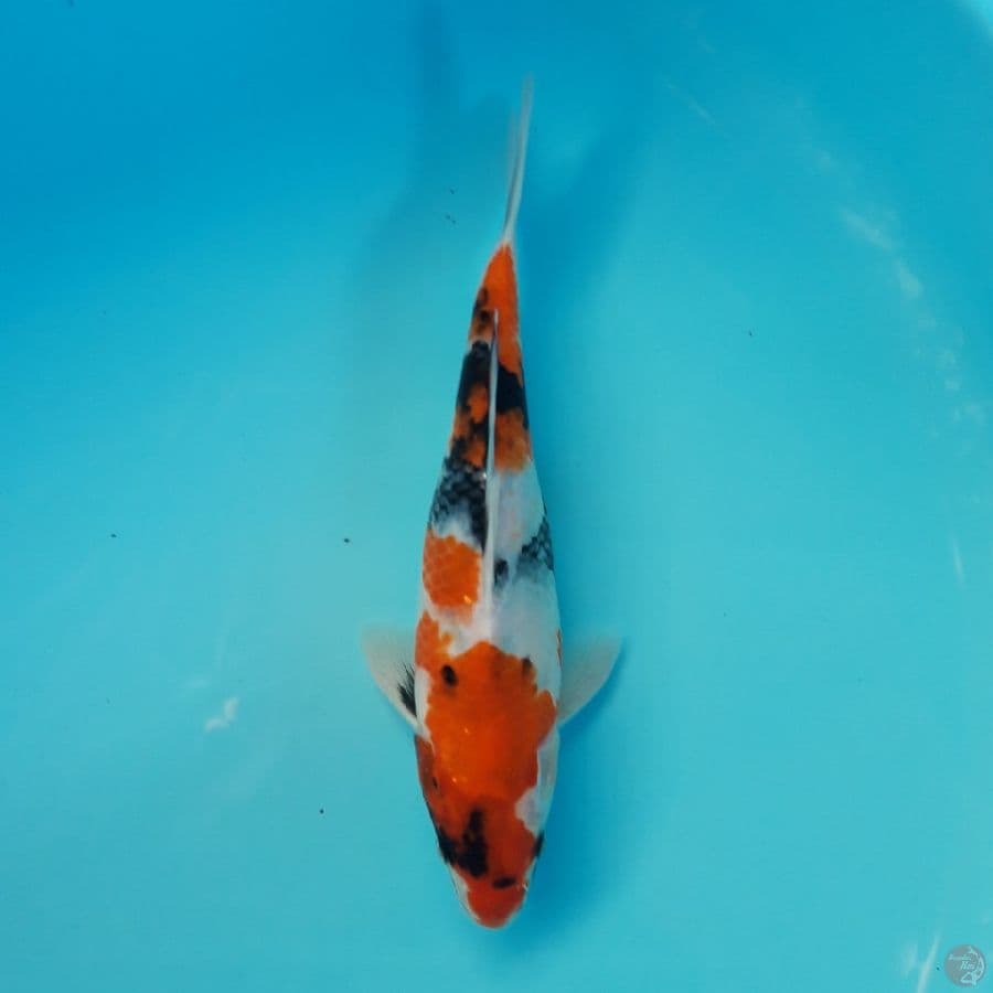 Showa 22cm